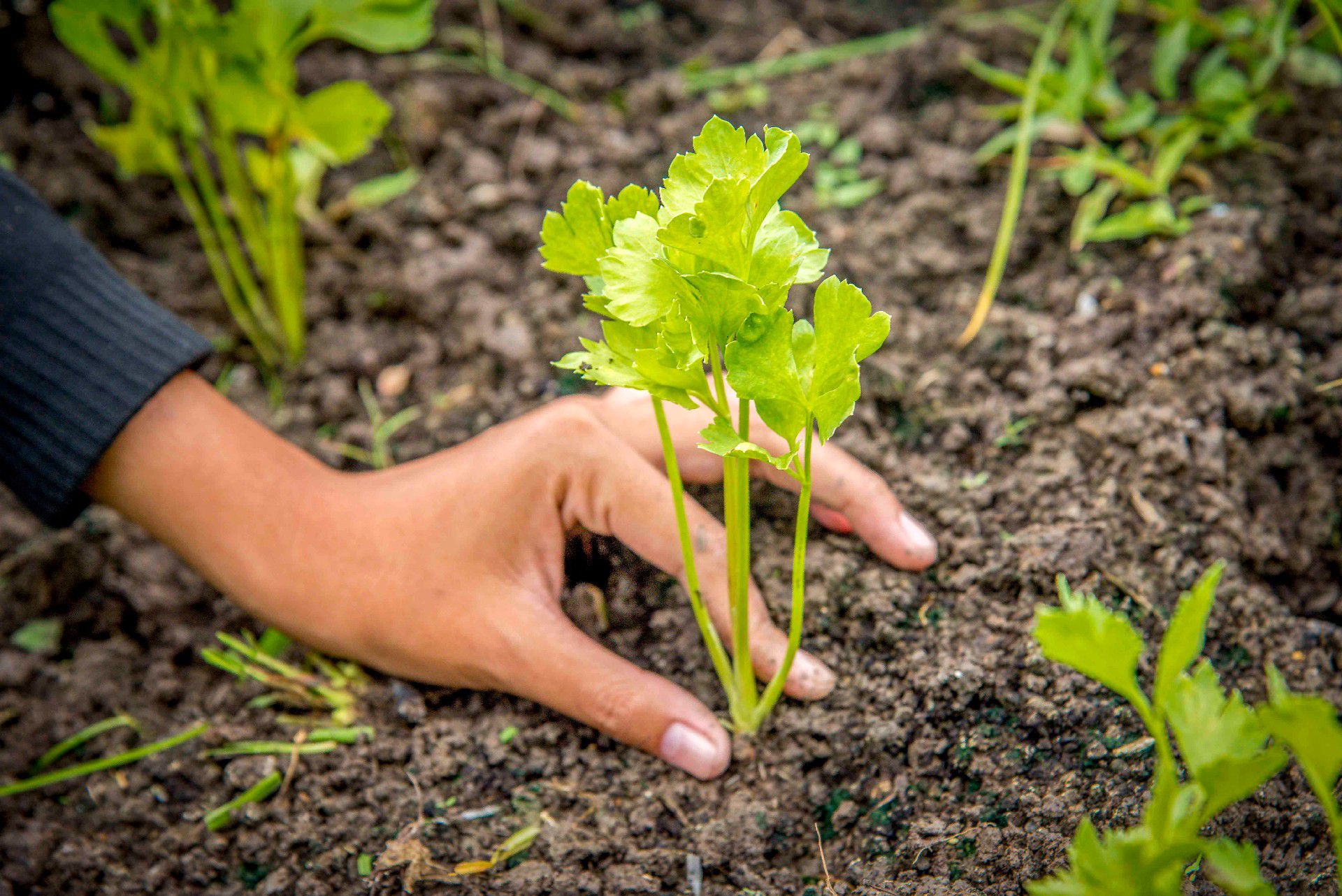 เกี่ยวกับฉมาออแกนิค