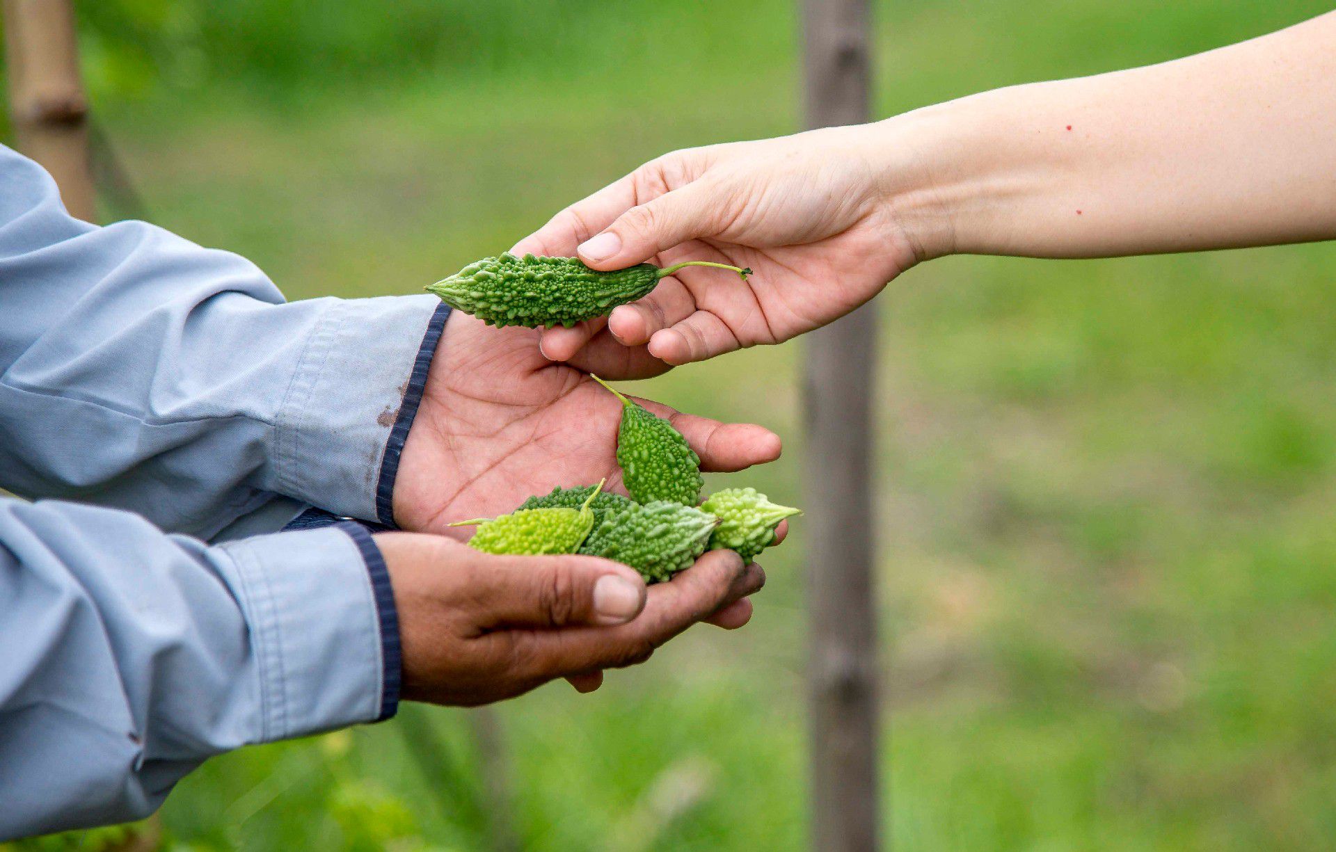 เกี่ยวกับฉมาออแกนิค