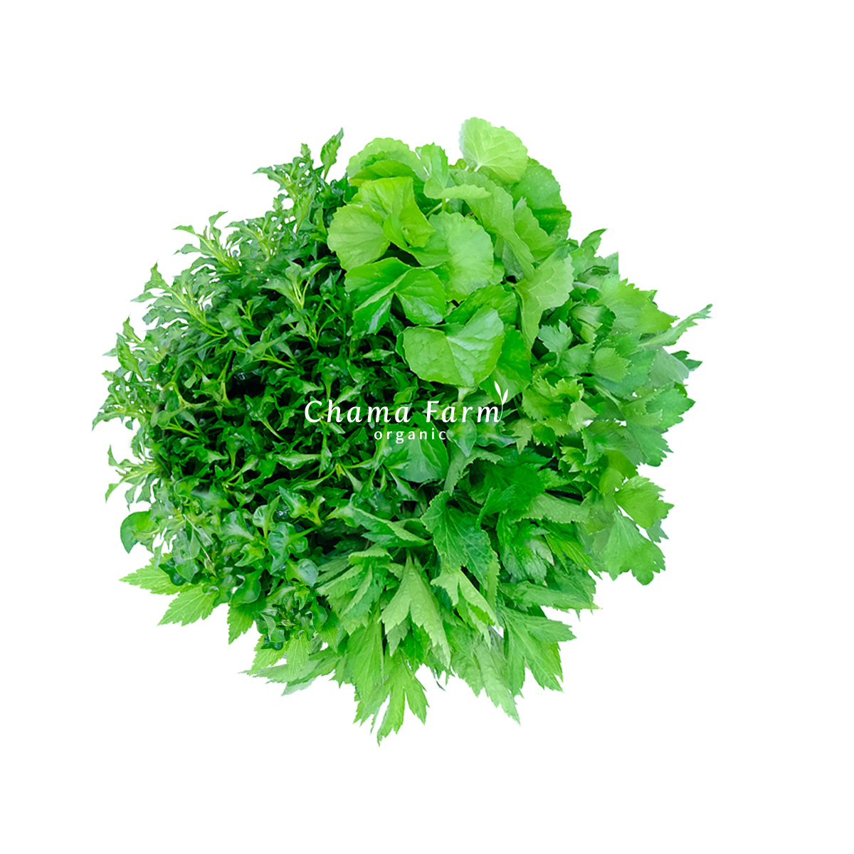 ออร์แกนิค บอดี้รีเฟรช บีกินเนอร์ 600 กรัม